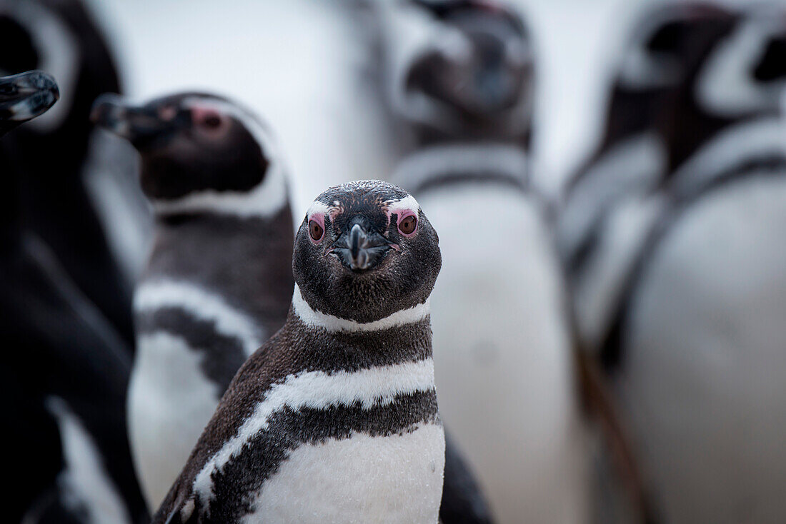 Magellan-Pinguin (Spheniscus magellanicus), Carcass Island, Falklandinseln, Britisches Überseegebiet, Südamerika