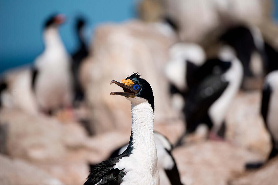 Imperial shag (Phalacrocorax atriceps), New Island, Falkland Islands, British Overseas Territory
