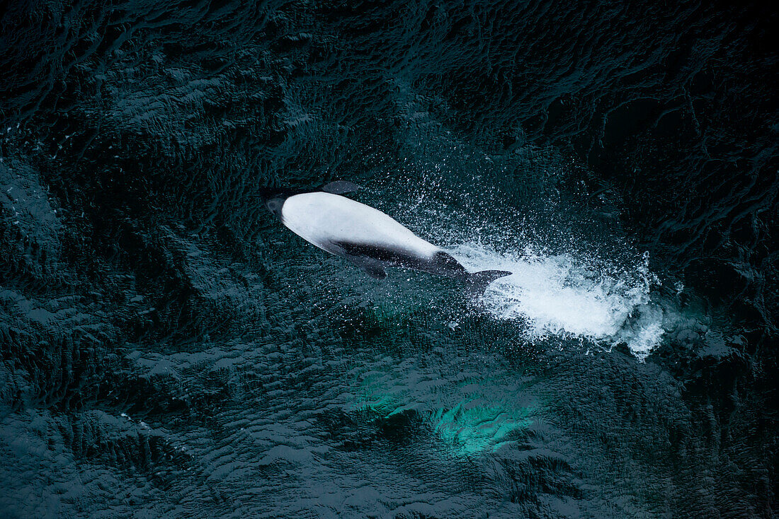 Commerson's dolphin (Cephalorhynchus commersonii), near Carcass Island, Falkland Islands, British Overseas Territory