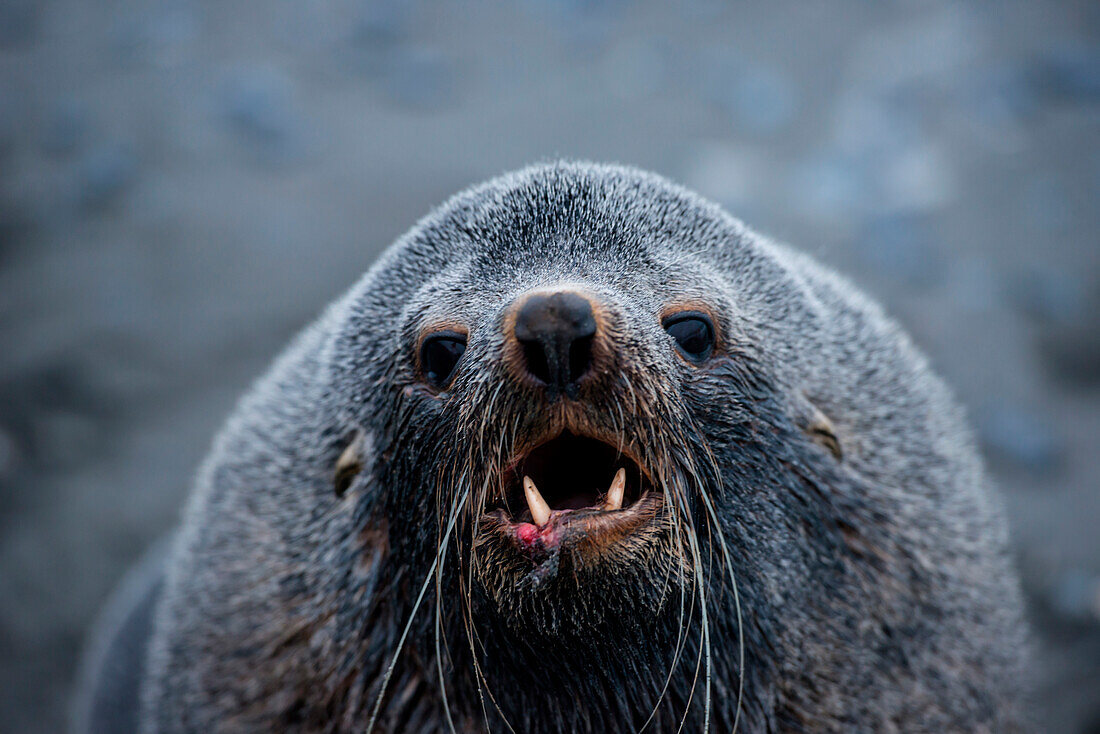 Male fur seal confesses at alcoholics anonymous meeting, Salisbury Plain, South Georgia Island, Antarctica