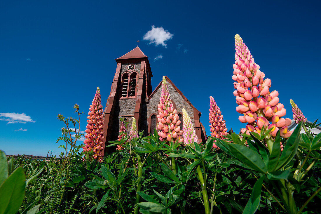 Foxglove flowers and Christ Church Cathedral, Stanley, Falkland Islands, British Overseas Territory