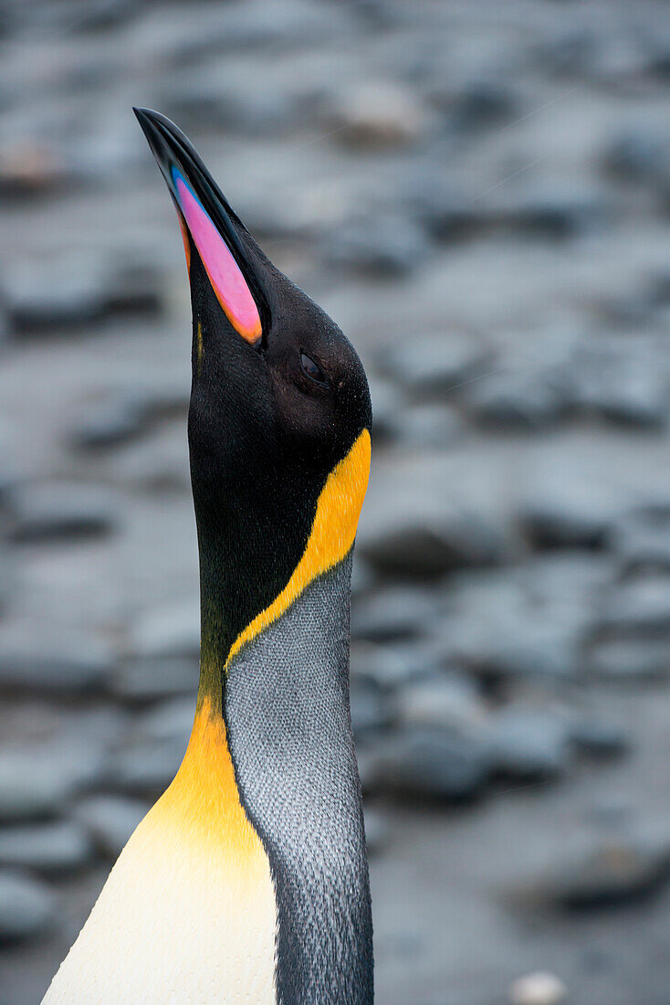 Königspinguin (Aptenodytes patagonicus) am Strand, Salisbury Plain, Südgeorgien, Antarktis