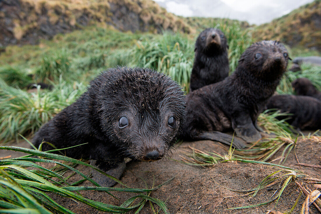 Während die Eltern auf Nahrungssuche sind, verweilen junge Seebären gerne gruppenweise in Gräsern, Fortuna Bay, Südgeorgien, Antarktis