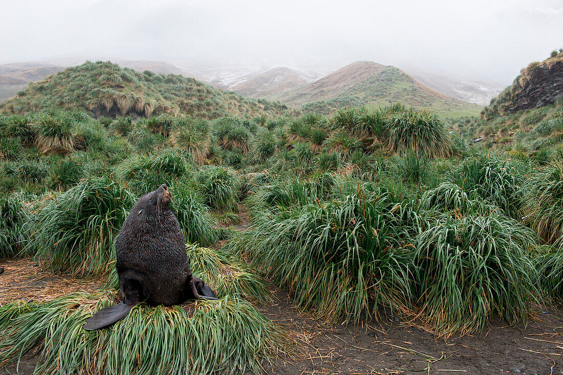 Safety in numbers: While their mothers are off on extended feeding binges, young fur seals gather in creshes or kindergartens among the tussock grass, Fortuna Bay, South Georgia Island, Antarctica