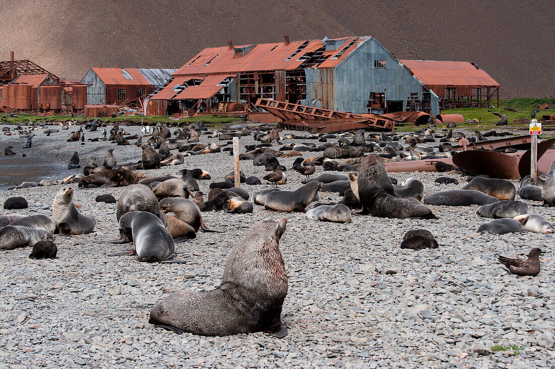 Fur seals on rocky beach with former whaling station behind, Stromness, South Georgia Island, Antarctica