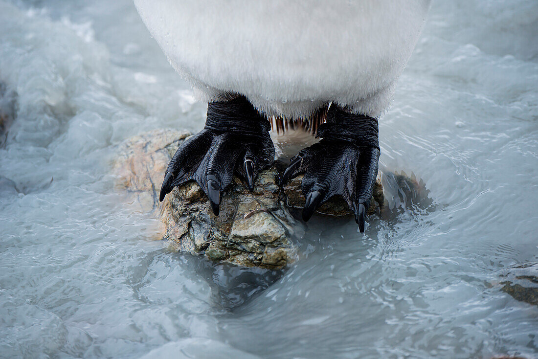 Füße von einem Königspinguin (Aptenodytes patagonicus) in einem Fluss, St. Andrews Bay, Südgeorgien, Antarktis