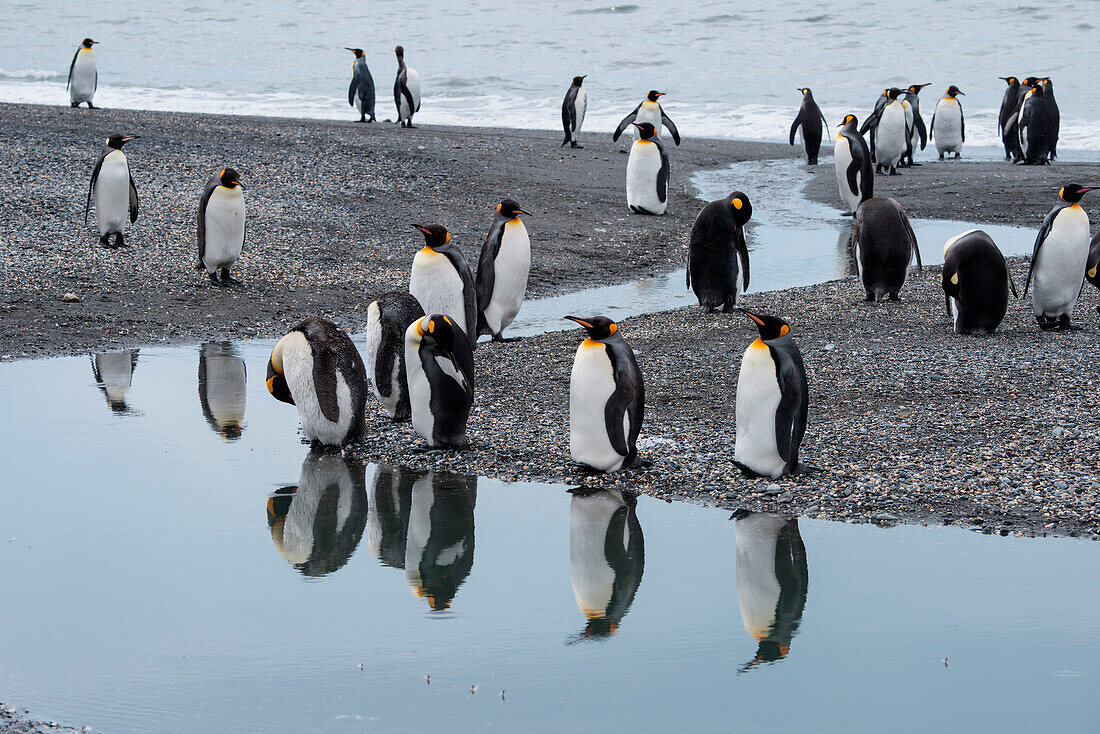 Reflection of king penguins (Aptenodytes patagonicus) in stream, St. Andrews Bay, South Georgia Island, Antarctica