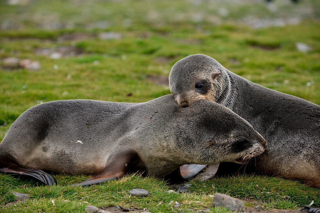 Young fur seals tussle with one another on meadow, St. Andrews Bay, South Georgia Island, Antarctica