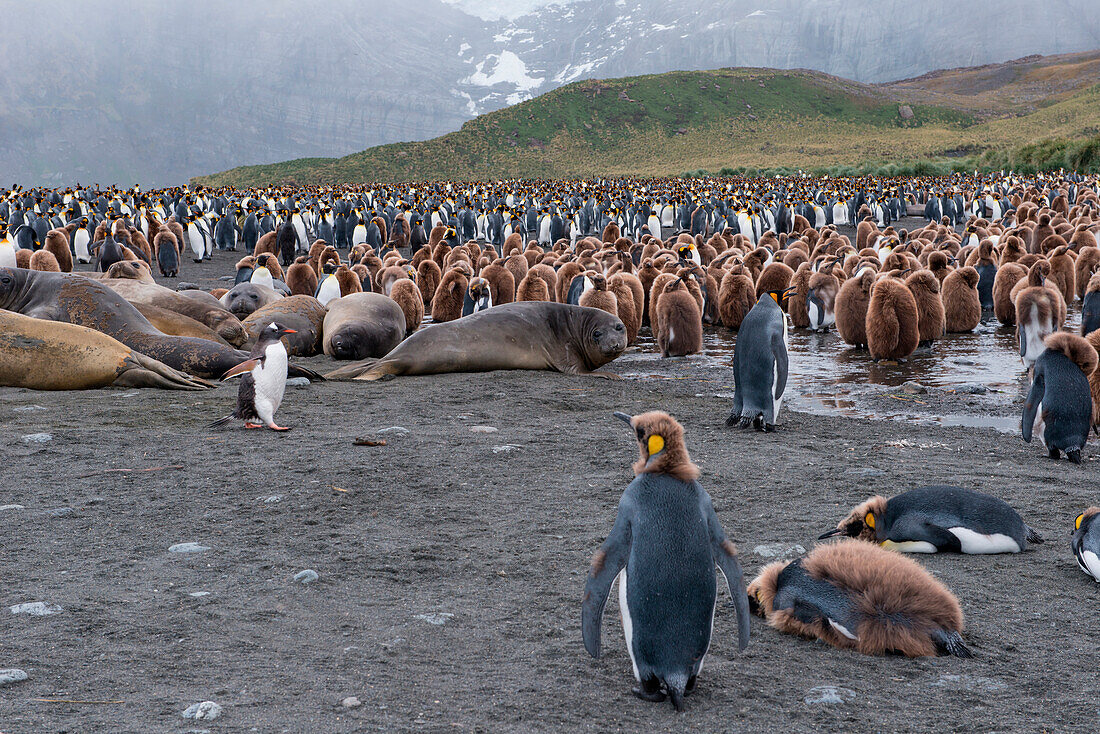 King penguins (Aptenodytes patagonicus) and southern elephant seals (Mirounga leonina) on beach, Gold Harbour, South Georgia Island, Antarctica