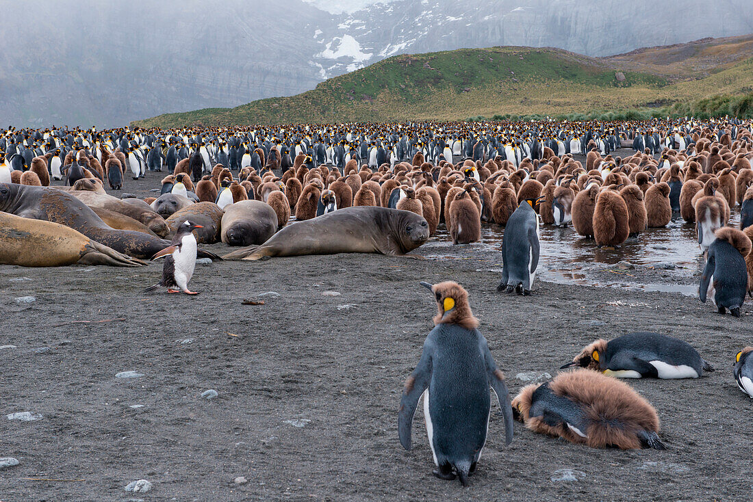 Königspinguine (Aptenodytes patagonicus) und Südliche See-Elefanten (Mirounga leonina) am Strand, Gold Harbour, Südgeorgien, Antarktis