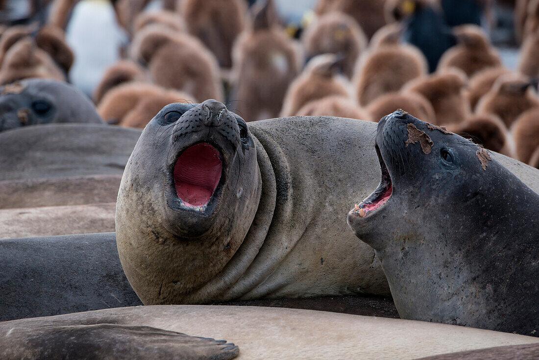 Yawning southern elephant seals (Mirounga leonina) on beach, Gold Harbour, South Georgia Island, Antarctica
