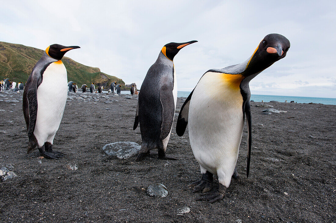 King penguins (Aptenodytes patagonicus) on beach, Gold Harbour, South Georgia Island, Antarctica