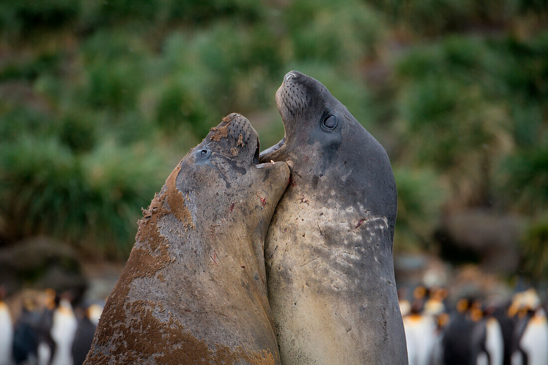 Fighting southern elephant seals (Mirounga leonina) on beach, Gold Harbour, South Georgia Island, Antarctica
