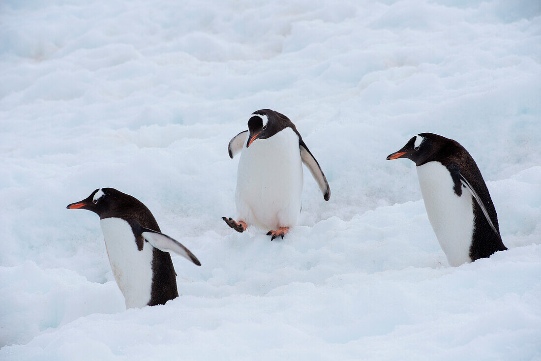 Springender Eselspinguin (Pygoscelis papua), Neko Harbour, Grahamland, Antarktis