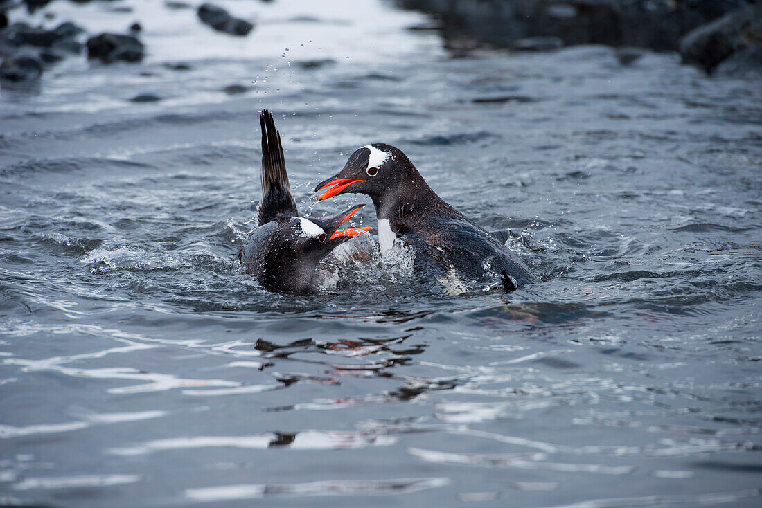 Splashing gentoo penguins (Pygoscelis papua), Aitcho Island, South Shetland Islands, Antarctica