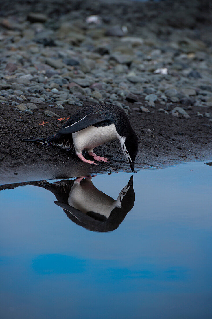 Chinstrap penguin (Pygoscelis antarctica) admires its reflection in a shallow pool of freshwater, Aitcho Island, South Shetland Islands, Antarctica