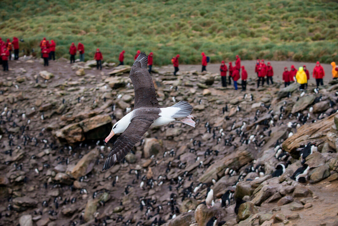 Black-browed albatross (Thalassarche melanophrys) in flight with passengers of expedition cruise ship MS Hanseatic (Hapag-Lloyd Cruises) and penguin nests behind, New Island, Falkland Islands, British Overseas Territory