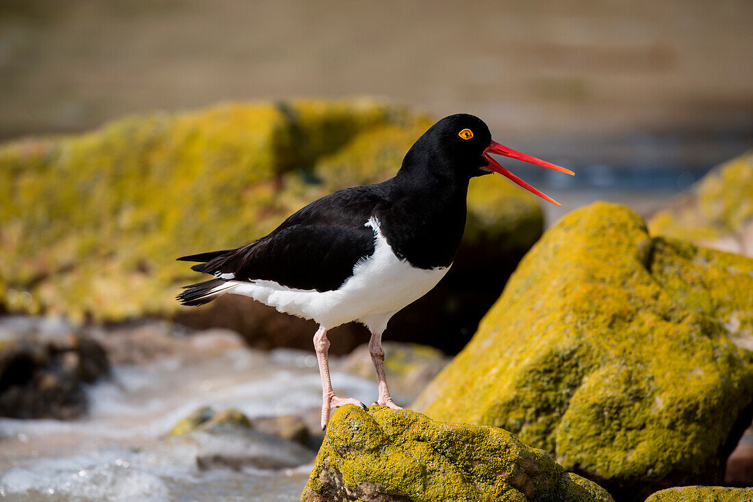 Feuerland-Austernfischer (Haematopus leucopodus), New Island, Falklandinseln, Britisches Überseegebiet, Südamerika