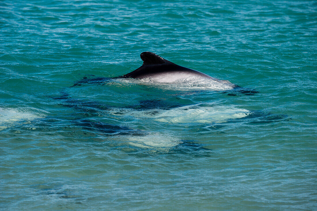 Commerson-Delfine (Cephalorhynchus commersonii), Carcass Island, Falklandinseln, Britisches Überseegebiet, Südamerika