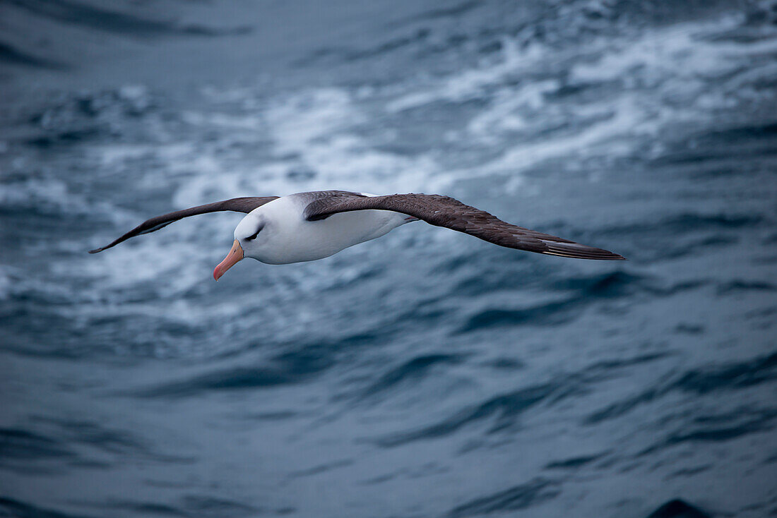 A black-browed albatrosses (Thalassarche melanophrys) skims above the water, near Shag Rocks, South Atlantic Ocean between Falkland Islands and South Georgia Island, Antarctica