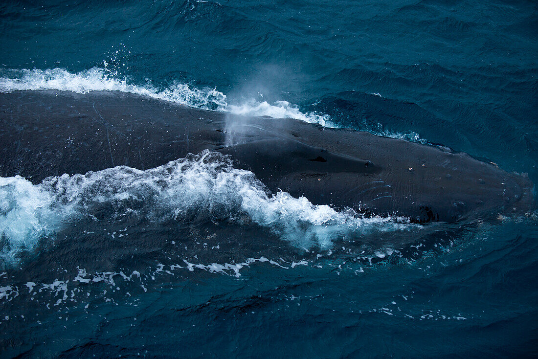 Buckelwal (Megaptera novaeangliae) mit Fontäne, nahe Shag Rocks, Südlicher Atlantischer Ozean zwischen Falklandinseln und Südgeorgien, Antarktis