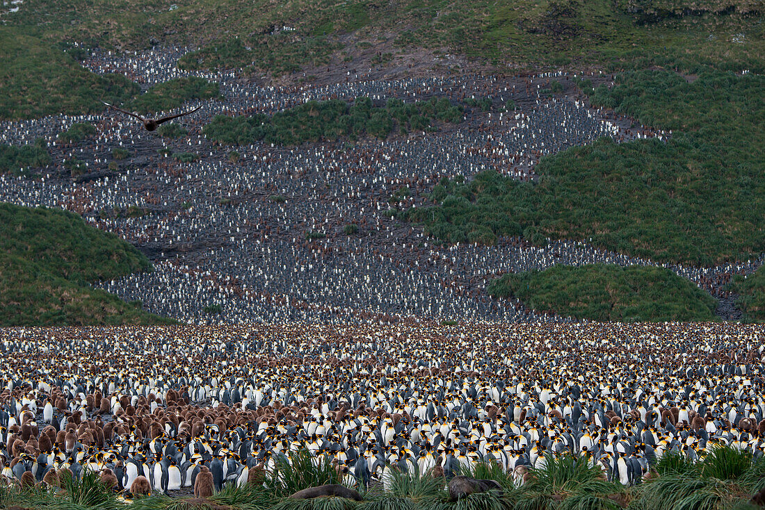 Kolonie von tausenden von Königspinguinen (Aptenodytes patagonicus) auf einem Hügel, Salisbury Plain, Südgeorgien, Antarktis
