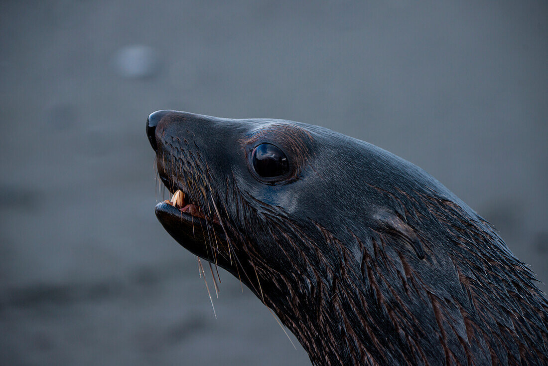 Fur seal, Salisbury Plain, South Georgia Island, Antarctica