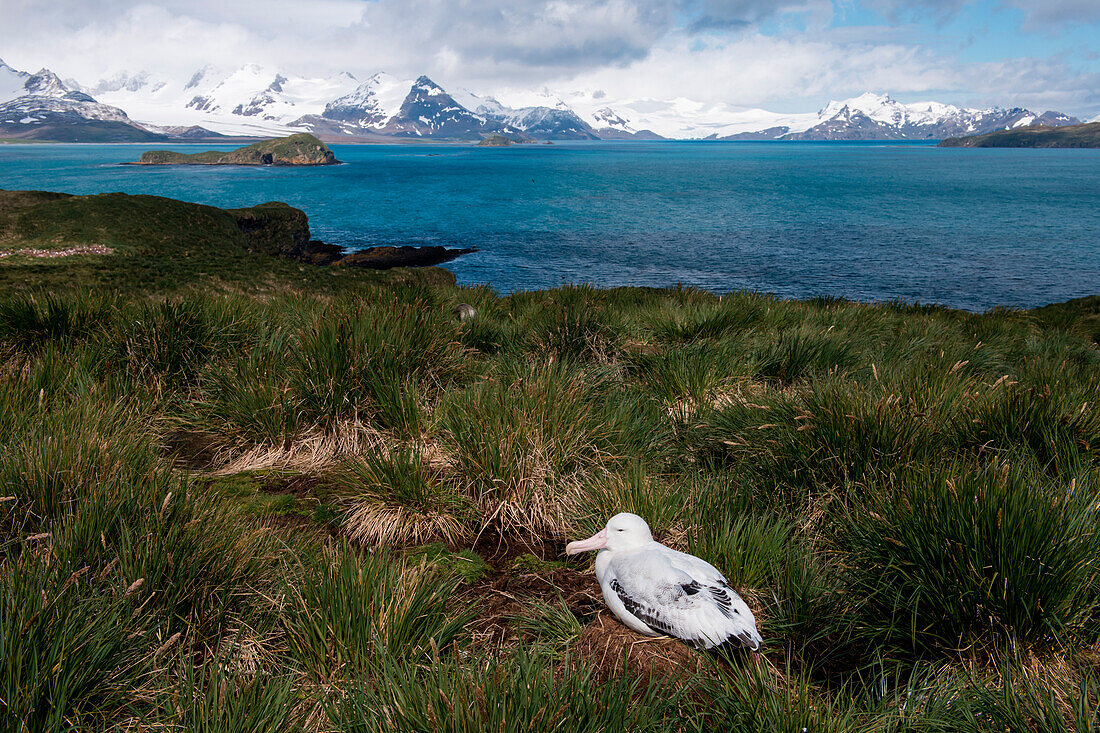 Nesting wandering albatross (Diomedea exulans), Salisbury Plain, South Georgia Island, Antarctica