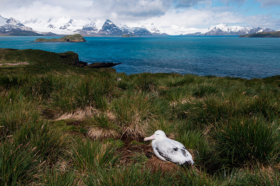 Nistender Wanderalbatros (Diomedea exulans), Salisbury Plain, Südgeorgien, Antarktis