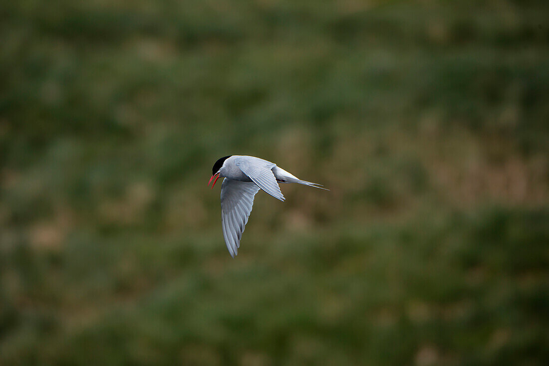 Eine Seeschwalbe im Flug, Prince Olav Harbour, Südgeorgien, Antarktis