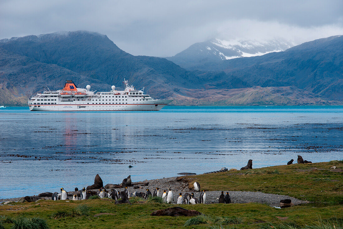 Pinguine, Südliche See-Elefanten und Expeditions-Kreuzfahrtschiff MS Hanseatic (Hapag-Lloyd Kreuzfahrten), Grytviken, Südgeorgien, Antarktis