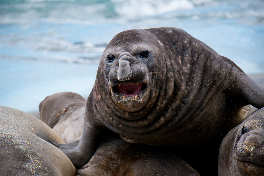 Bad-ass looking southern elephant seals (Mirounga leonina) on beach, Royal Bay, South Georgia Island, Antarctica