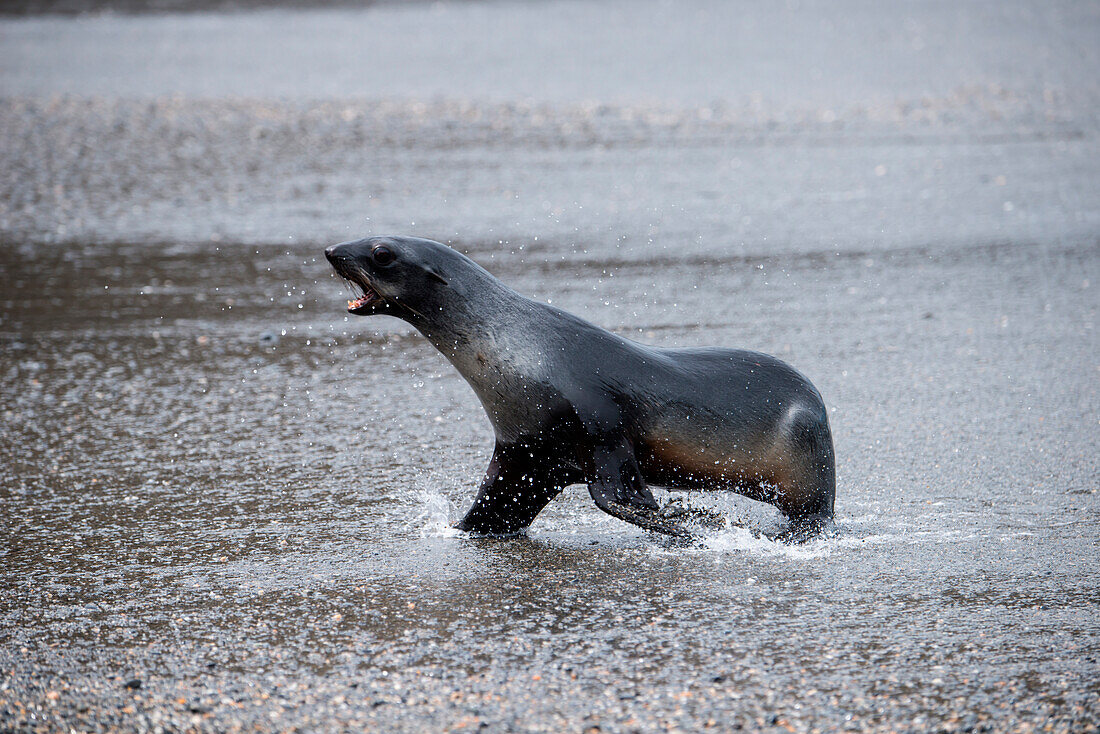 Fur seal runs through water, Moltke Harbour, South Georgia Island, Antarctica