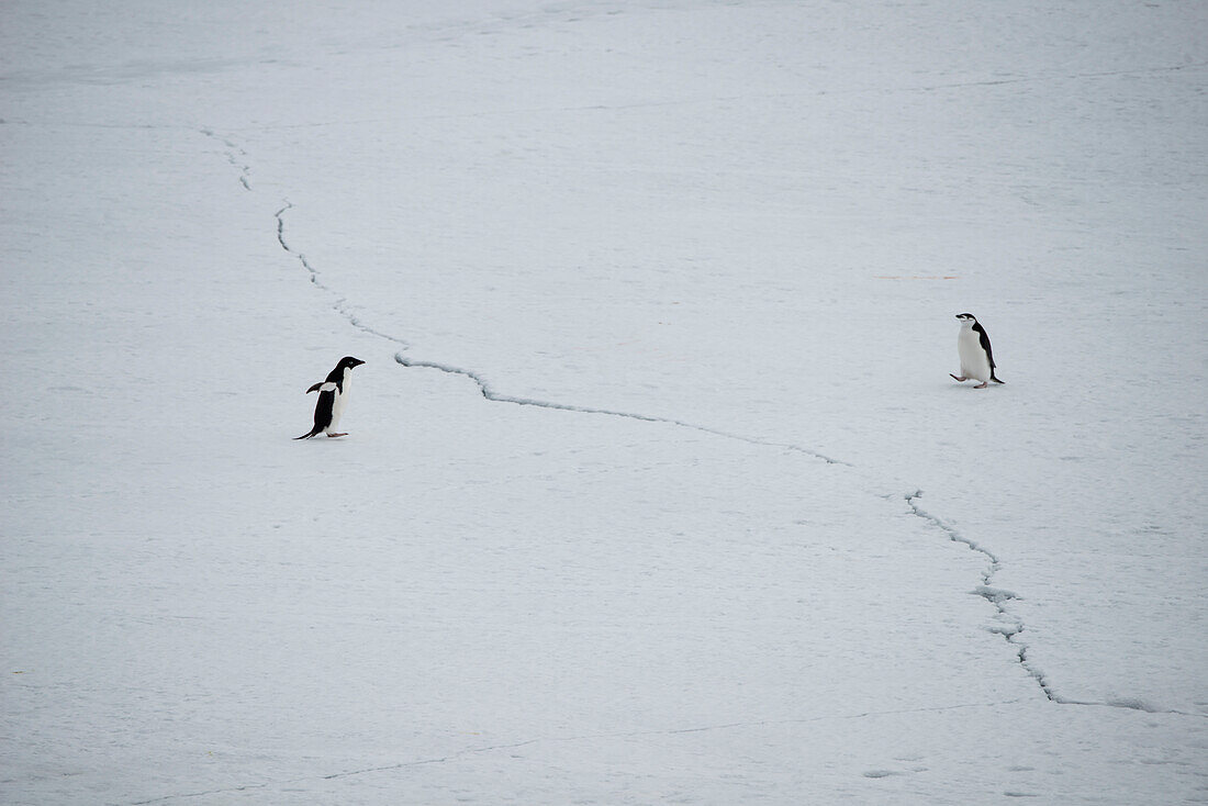 Zwei Pinguine stehen sich an einer Linie im Eis gegenüber, Laurie Island, Südliche Orkneyinseln, Antarktis