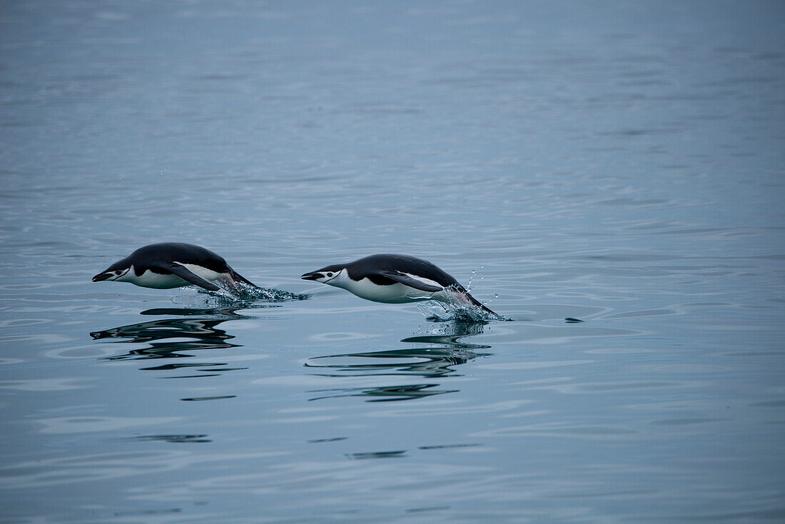 Two chinstrap penguins (Pygoscelis antarctica) seem to fly across water, Laurie Island, South Orkney Islands, Antarctica
