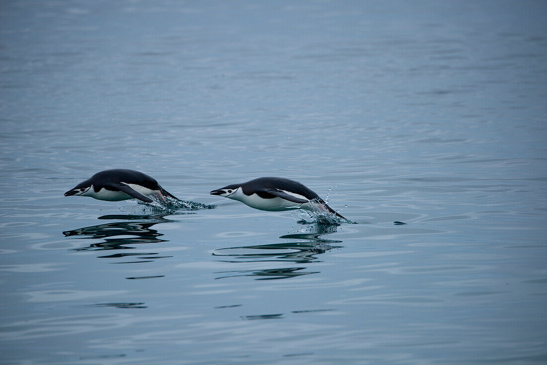 Zwei Zügelpinguin (Pygoscelis antarctica) scheinen über Wasser zu schweben, Laurie Island, Südliche Orkneyinseln, Antarktis