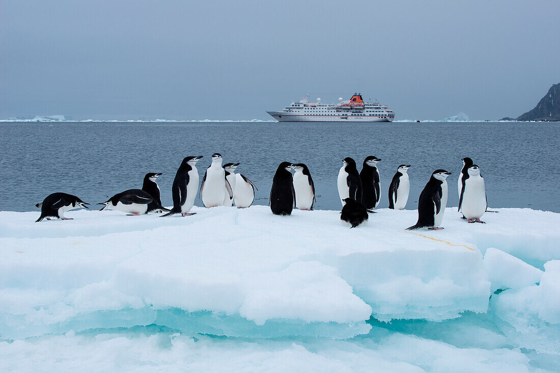 Eine Gruppe Zügelpinguine (Pygoscelis antarctica) auf einer Eisscholle mit Expeditions-Kreuzfahrtschiff MS Hanseatic (Hapag-Lloyd Kreuzfahrten) im Hintergrund, Laurie Island, Südliche Orkneyinseln, Antarktis