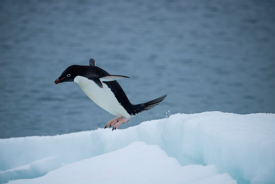 Ein Adélie-Pinguin (Pygoscelis adeliae) springt über Eis, Laurie Island, Südliche Orkneyinseln, Antarktis