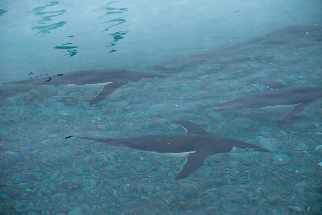 Gentoo penguin (Pygoscelis papua) swims beneath water surface, Laurie Island, South Orkney Islands, Antarctica