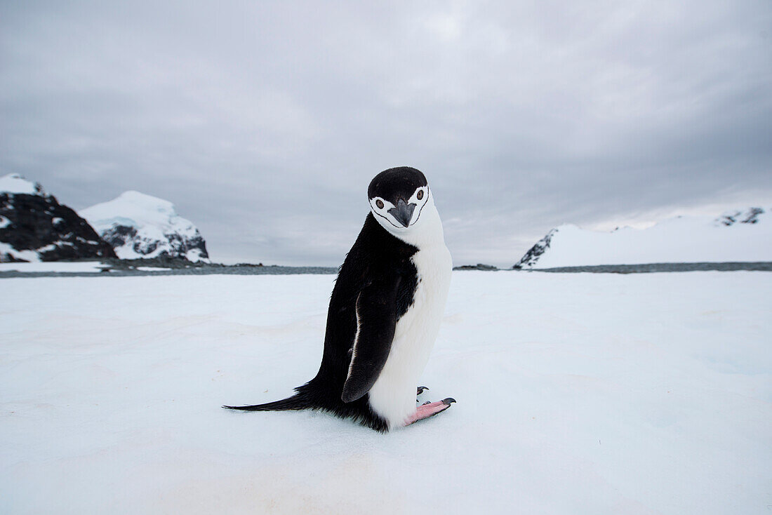 Eselspinguin (Pygoscelis papua) auf Eis, Laurie Island, Südliche Orkneyinseln, Antarktis