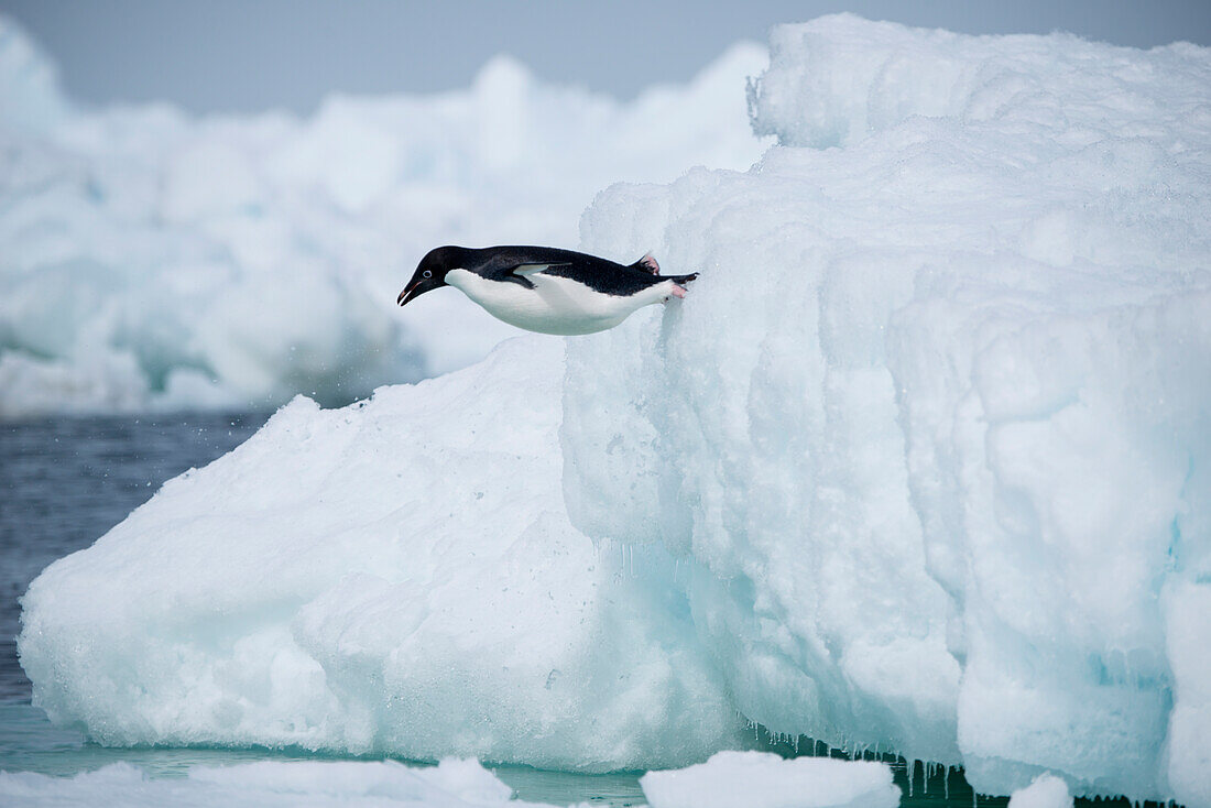 Ein Adélie-Pinguin (Pygoscelis adeliae) springt von einem Eisberg ins Wasser, Weddell-Meer, Antarktische Halbinsel, Antarktis