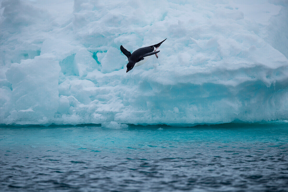 Ein Adélie-Pinguin (Pygoscelis adeliae) springt von einem Eisberg ins Wasser, Weddell-Meer, Antarktische Halbinsel, Antarktis