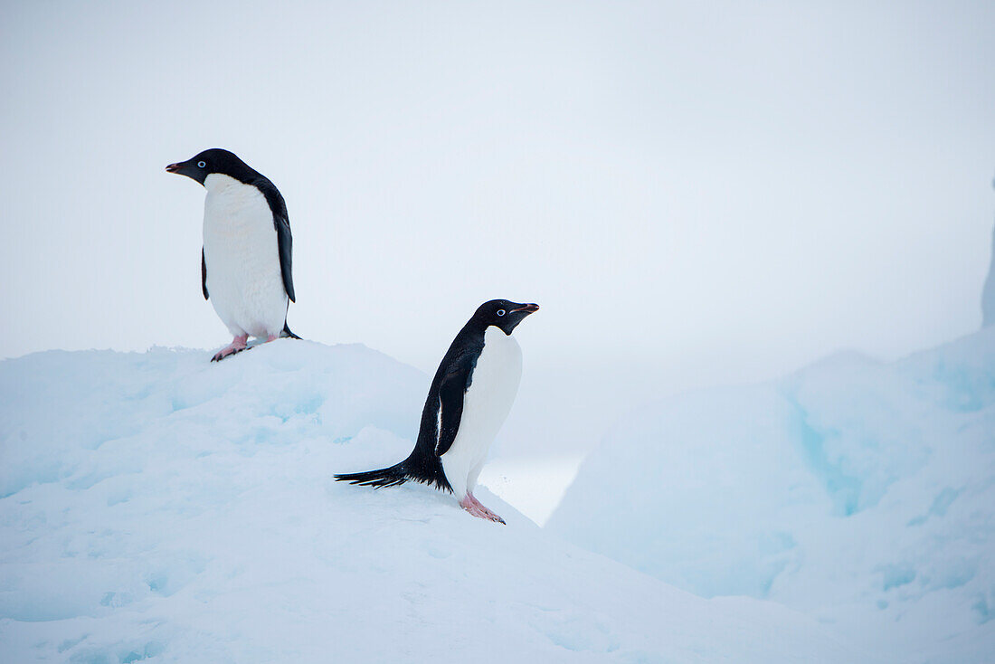 Zwei Adélie-Pinguine (Pygoscelis adeliae) auf einem Eisberg, Weddell-Meer, Antarktische Halbinsel, Antarktis