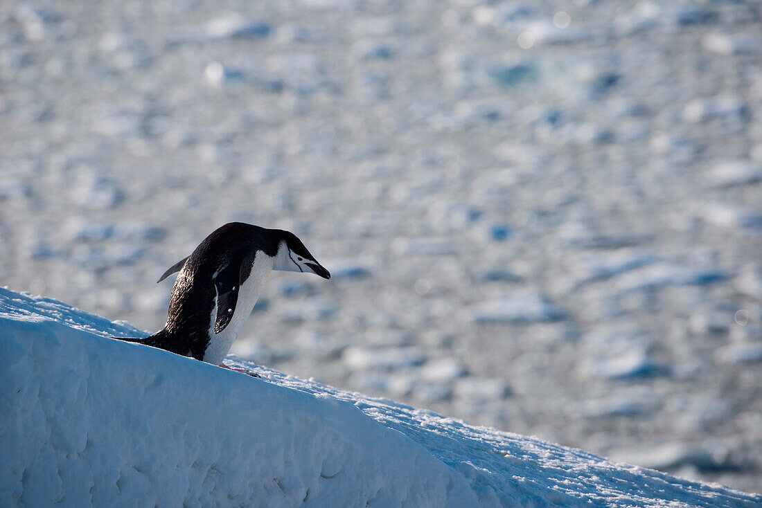 Chinstrap penguin (Pygoscelis antarctica) on hill, Half Moon Island, South Shetland Islands, Antarctica