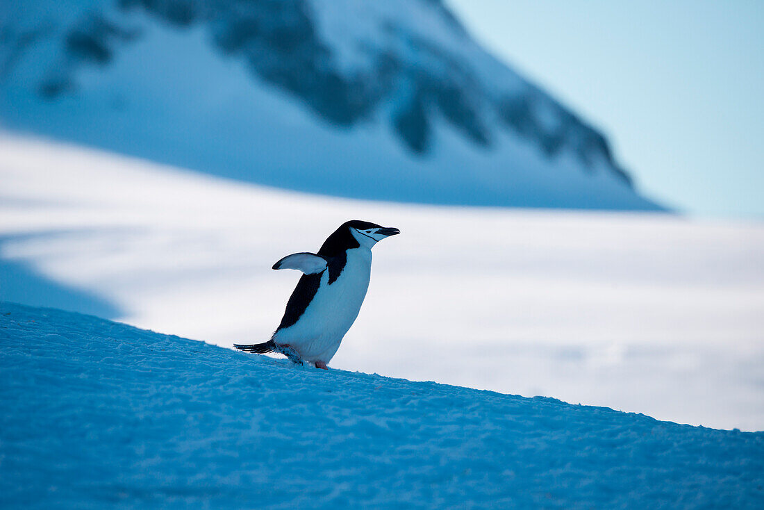 Chinstrap penguin (Pygoscelis antarctica) run across snow, Half Moon Island, South Shetland Islands, Antarctica