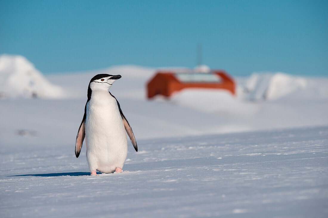 Ein Zügelpinguin (Pygoscelis antarctica) vor der argentinischen Forschungsstation Camara, Half Moon Island, Südshetland-Inseln, Antarktis