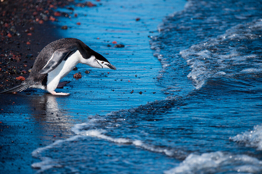 Ein Zügelpinguin (Pygoscelis antarctica) überlegt sich ob er ins Wasser gehen soll, Whalers Bay, Deception Island, Südshetland-Inseln, Antarktis