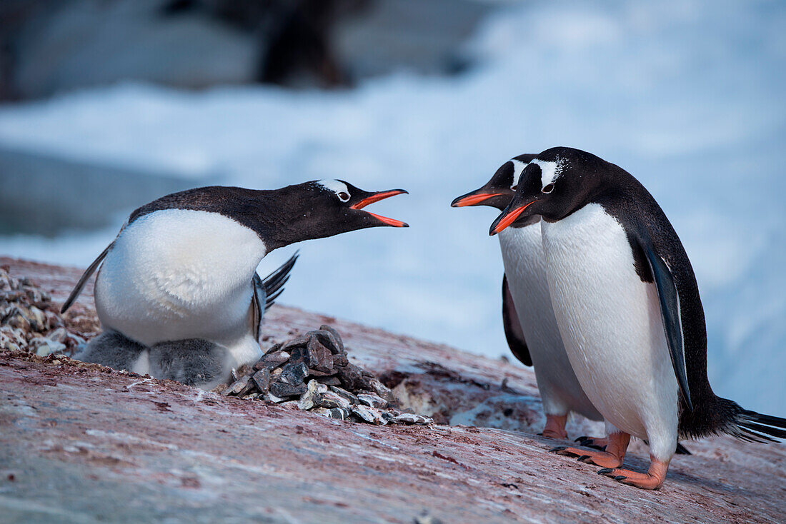 Bickerung gentoo penguins (Pygoscelis papua), Port Lockroy, Wiencke Island, Antarctica