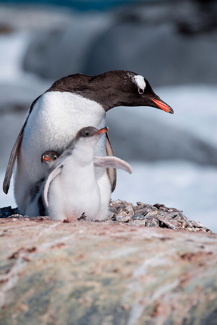 Eselspinguin (Pygoscelis papua) mit zwei Küken im Nest, Port Lockroy, Wiencke Island, Antarktis