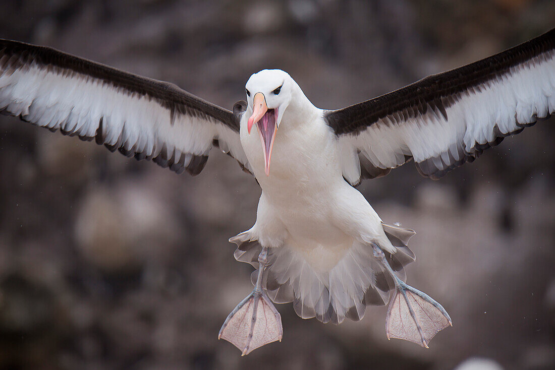 Black-browed albatross (Thalassarche melanophrys) coming in on runway, New Island, Falkland Islands, British Overseas Territory